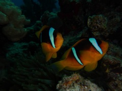 Egypt, Red Sea