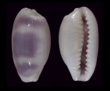 Click for image