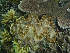 West Sulawesi - Makassar to Manado 2003
