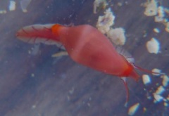 Click for image