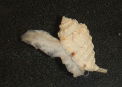 Click for image