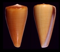Click for image