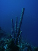 Click for image