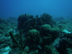 Click for image