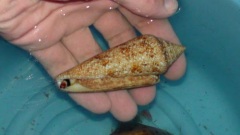 Click for image