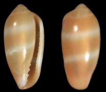 Click for image