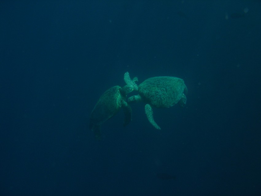 Two sea turtles swimming closely together underwater