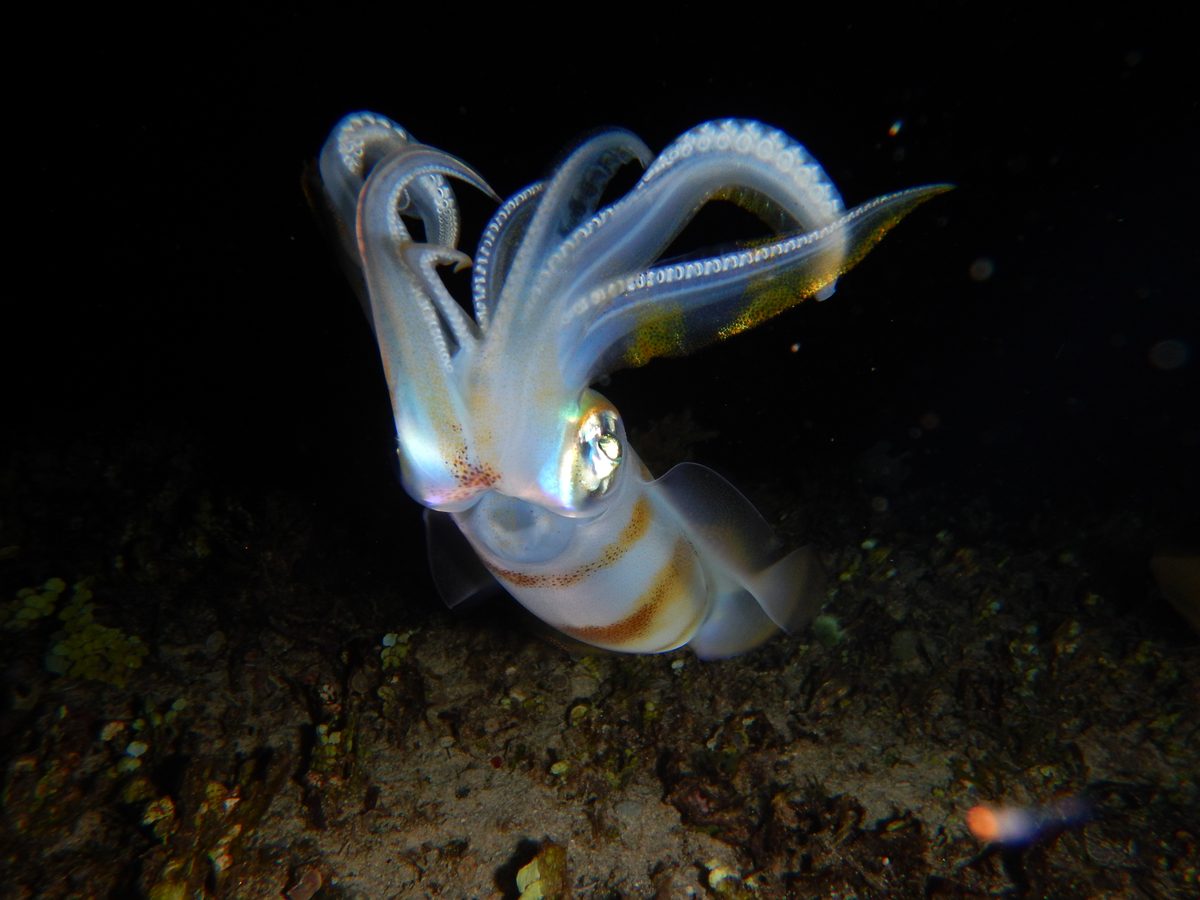 Close view of a squid with translucent outstretched arms