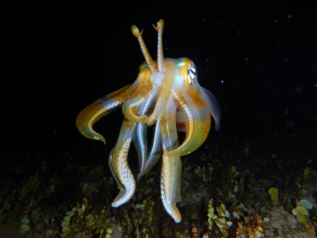 Front view of a squid in dark water